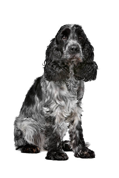 Groomed Cocker Spaniel